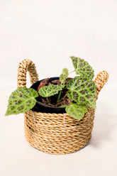 Begonia dracopelta